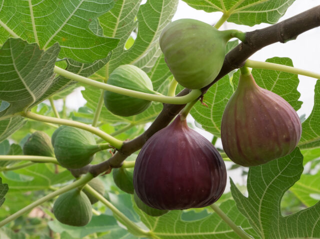 What is the best time for pruning fig trees - 2021 Guide
