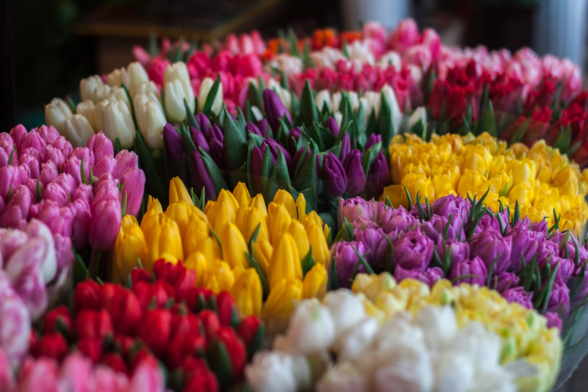 Flowers Colors